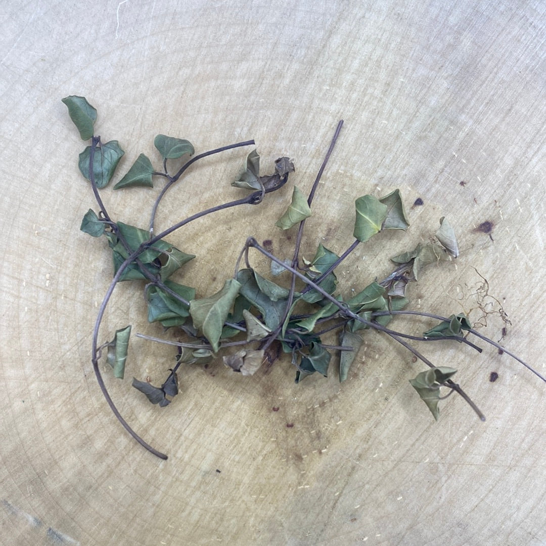 Partridgeberry