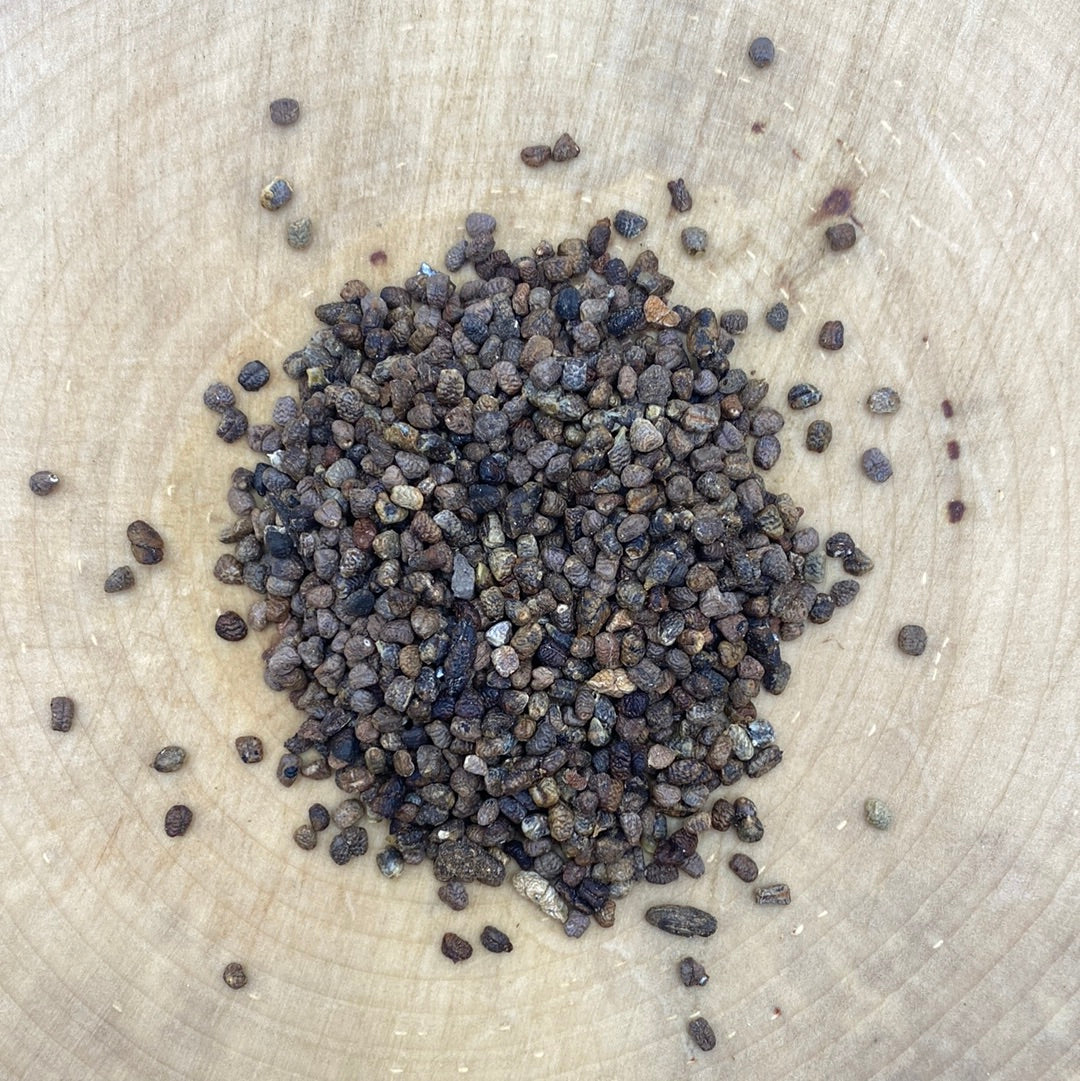 Cardamom Seed