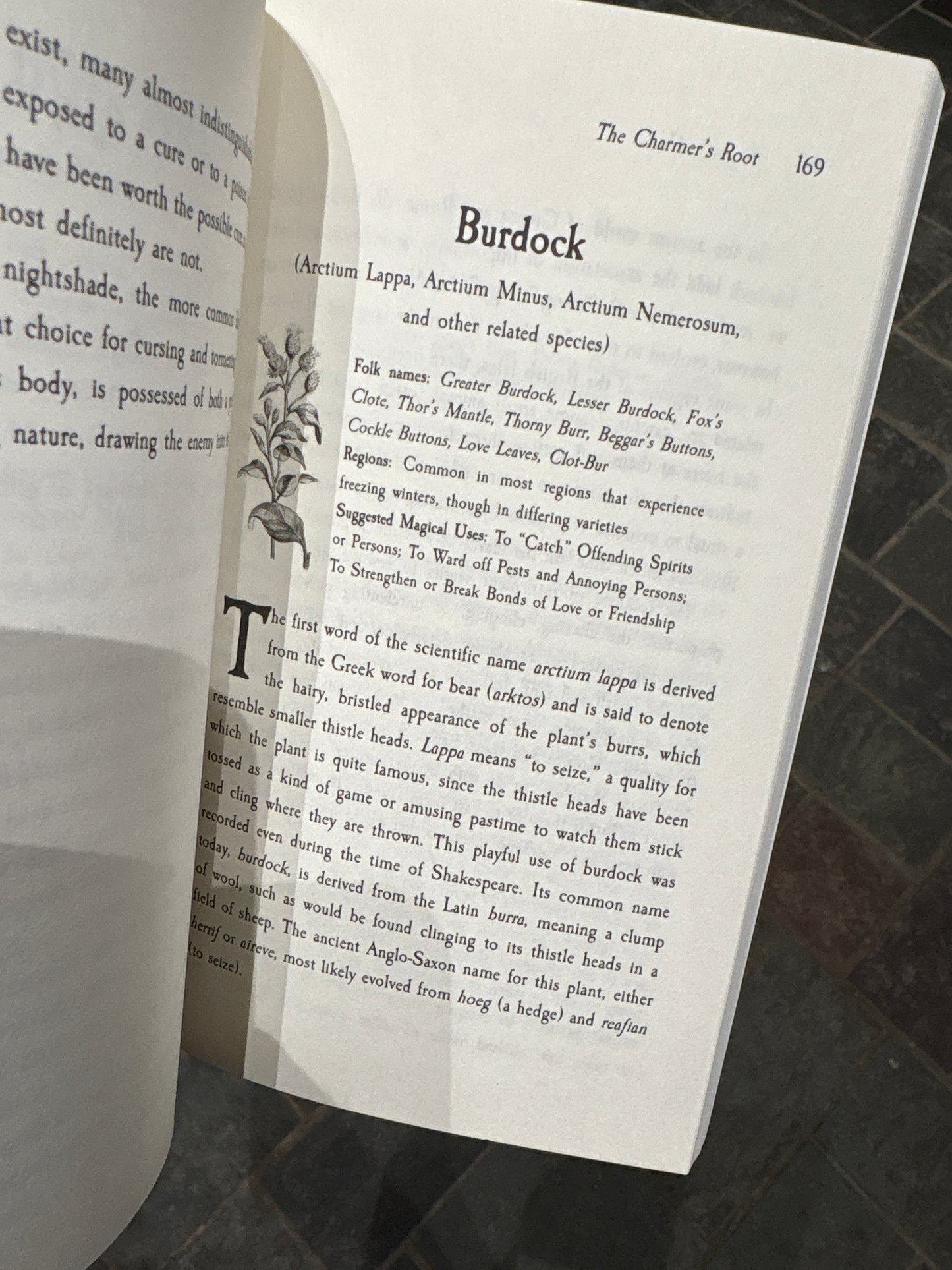 Charmers Root: Witching Ways with Common Flora