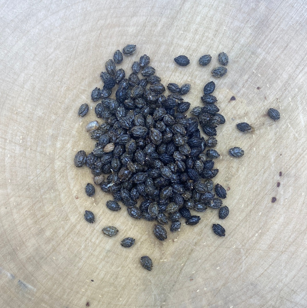 Papaya Seed