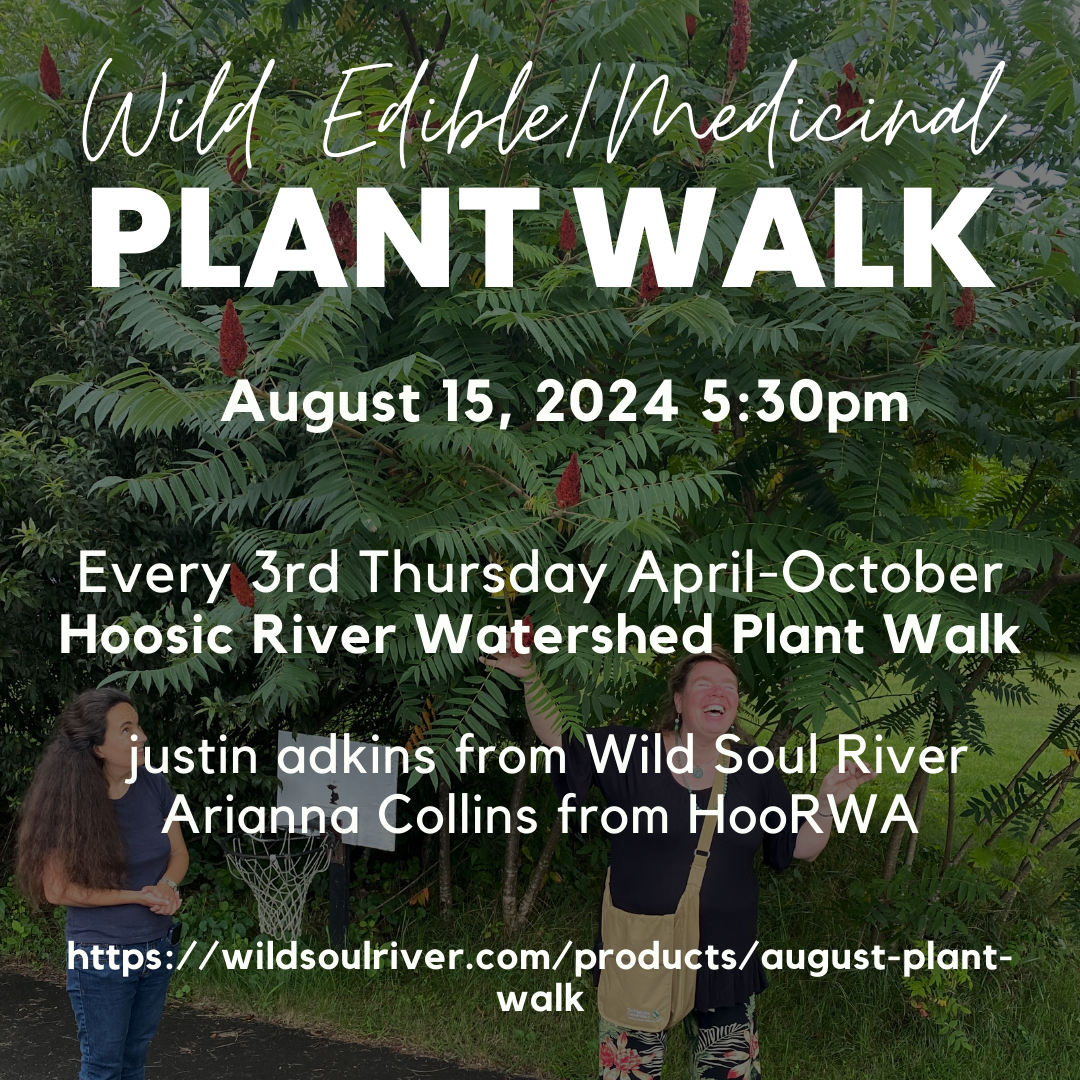 August Edible/Medicinal Plant Walk (8/15/24)