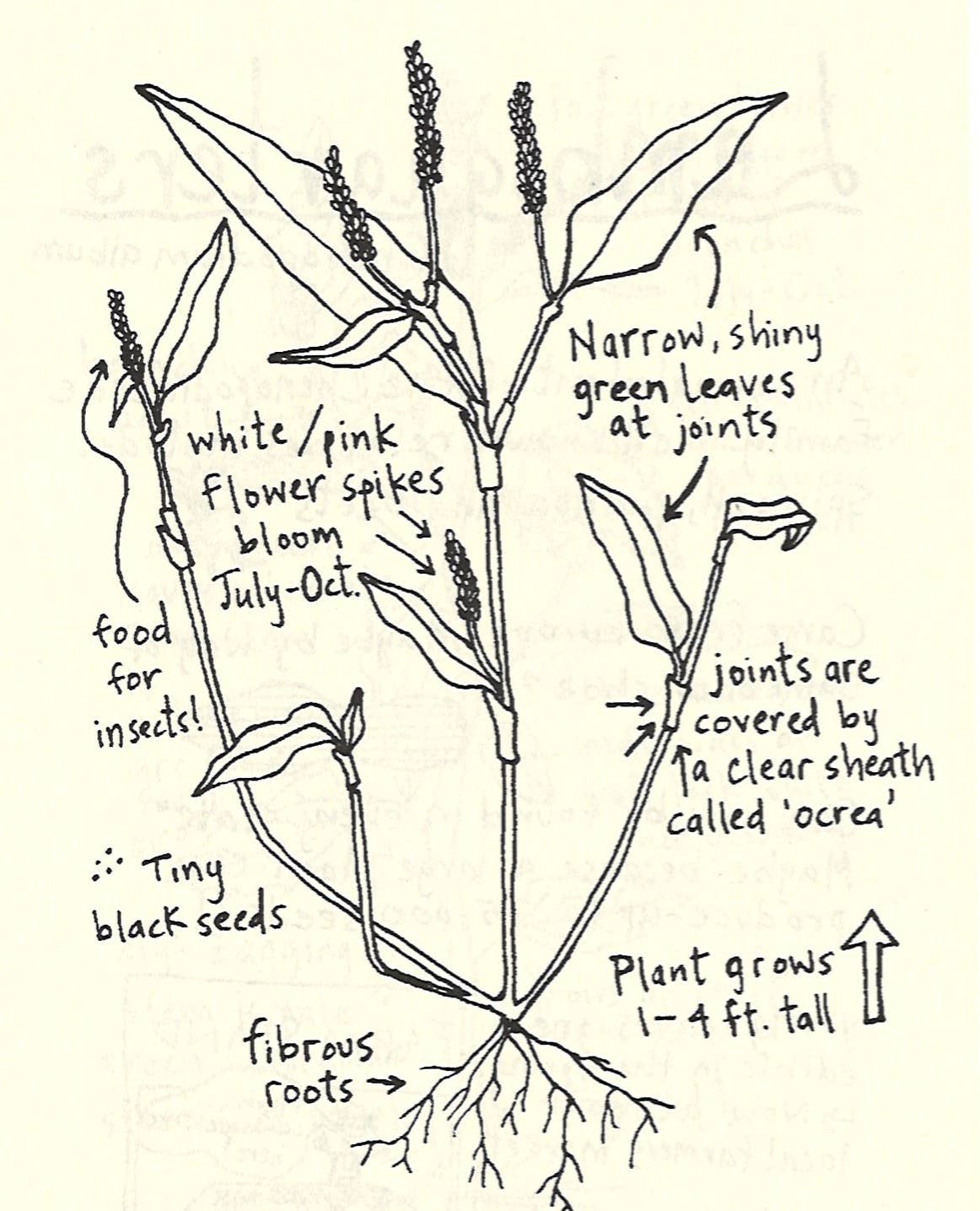 Urban Field Guide to the Plants in Your Path