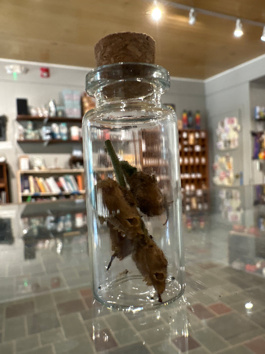 Snap Dragon Skulls