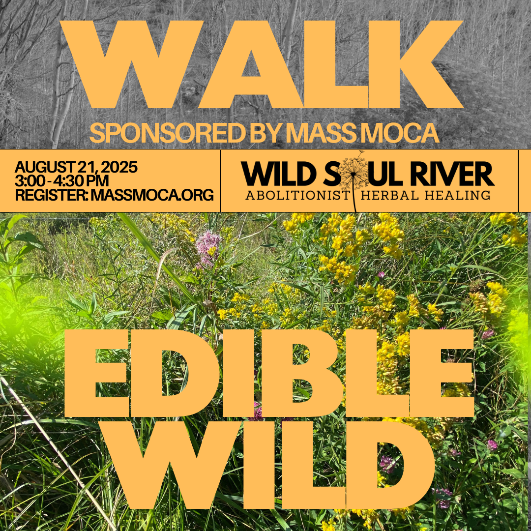 August Edible/Medicinal Plant Walk (8/21/25)