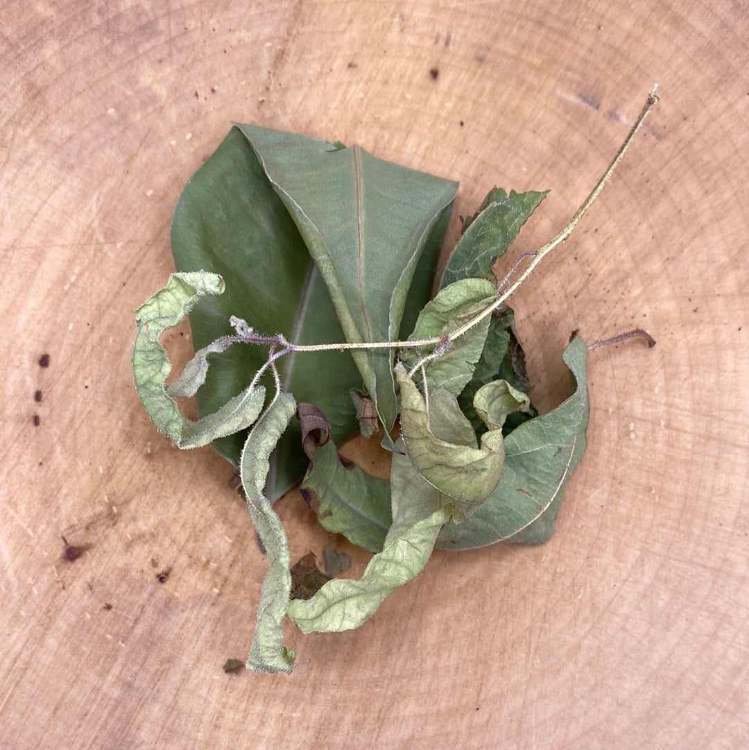 Eucalyptus
