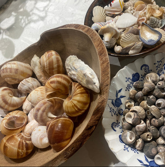 Shells