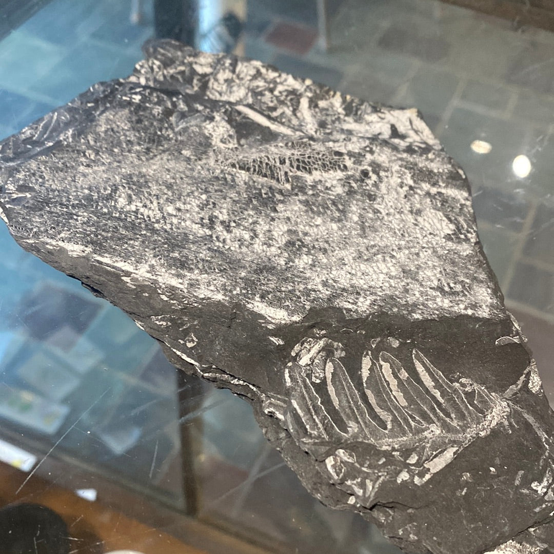 Fern Fossil