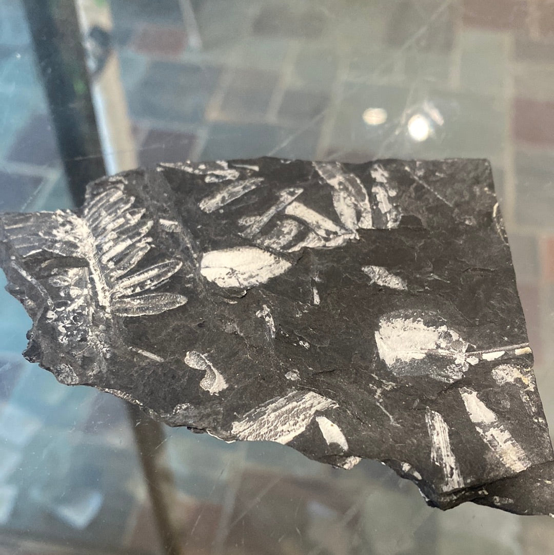 Fern Fossil