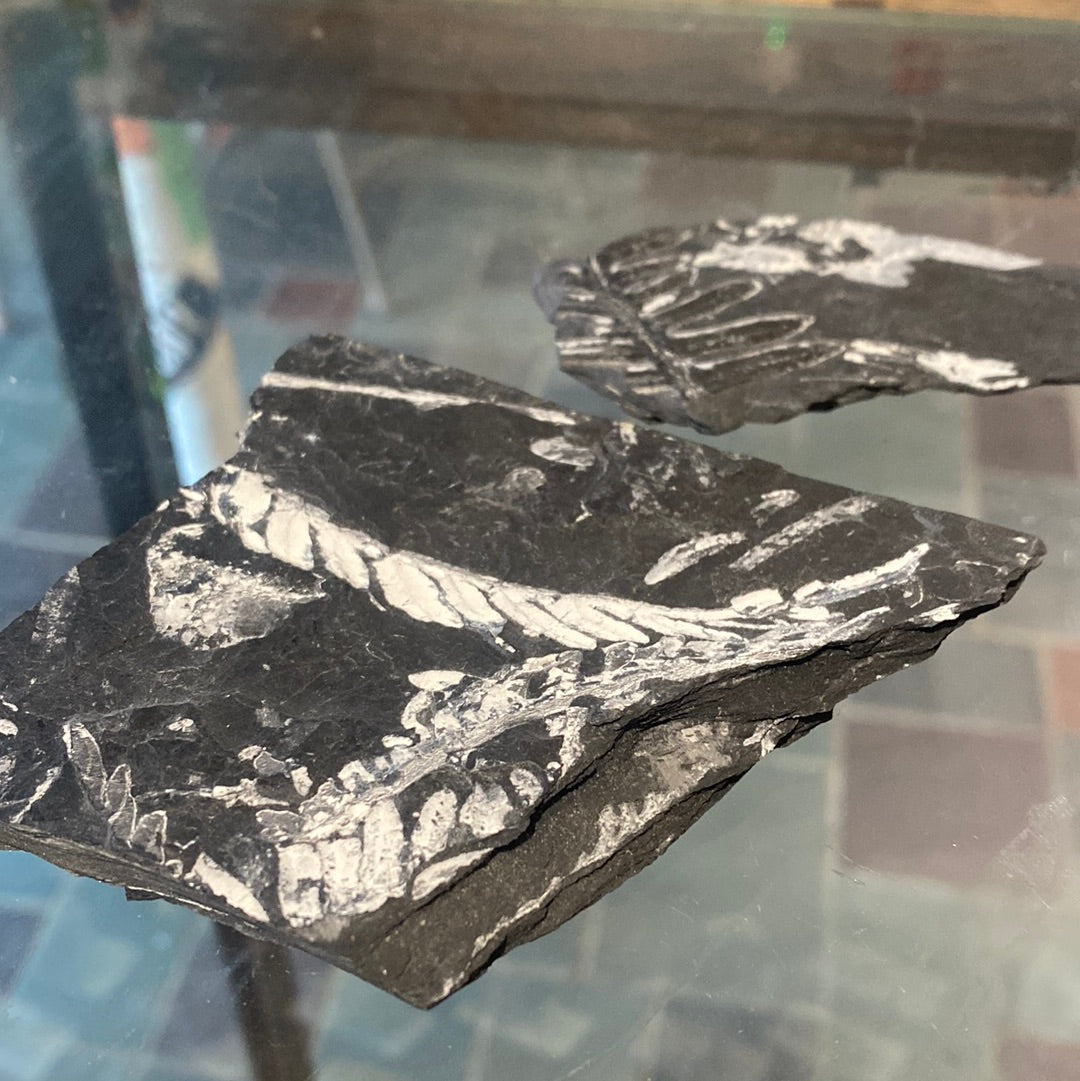 Fern Fossil