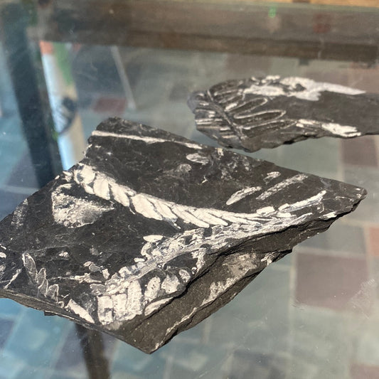 Fern Fossil