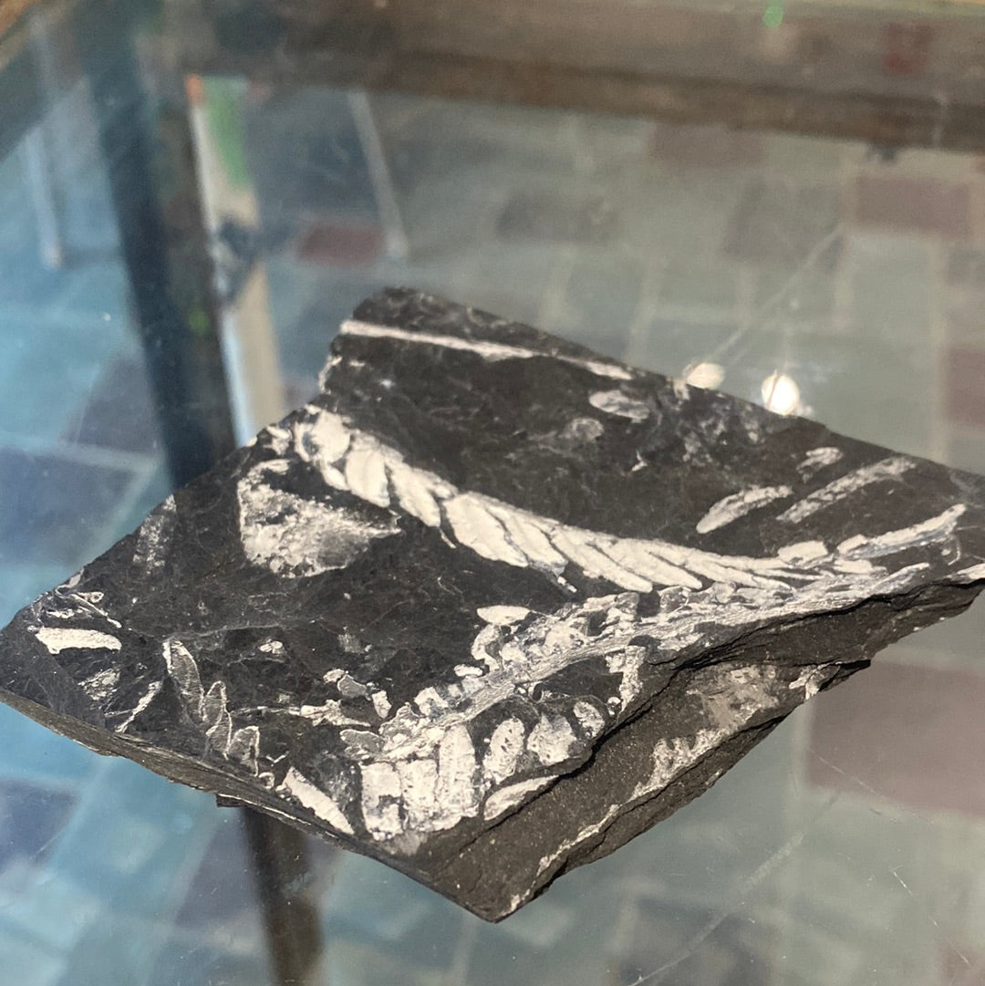 Fern Fossil