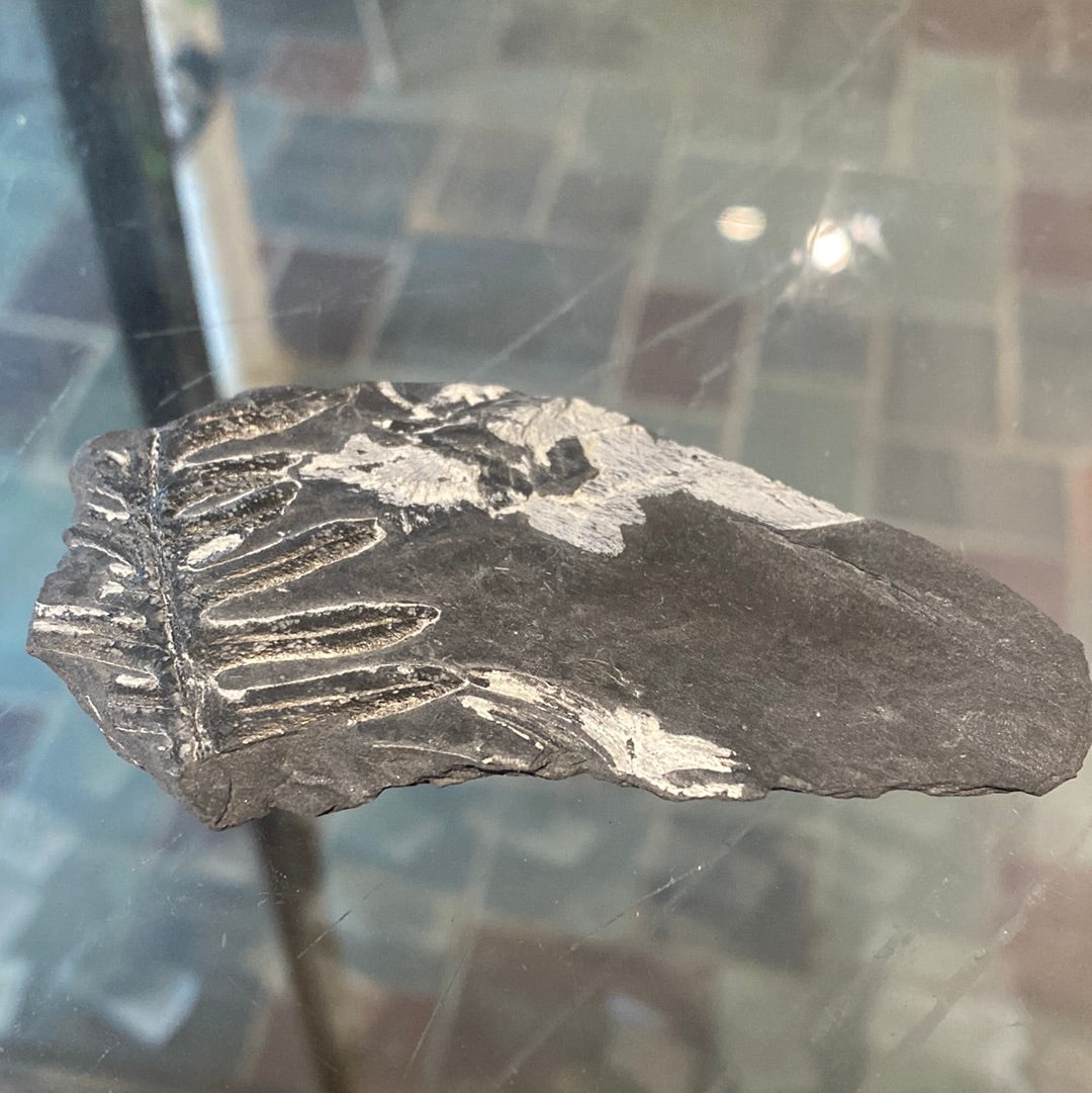 Fern Fossil