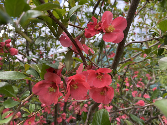 Quince Flower Essence