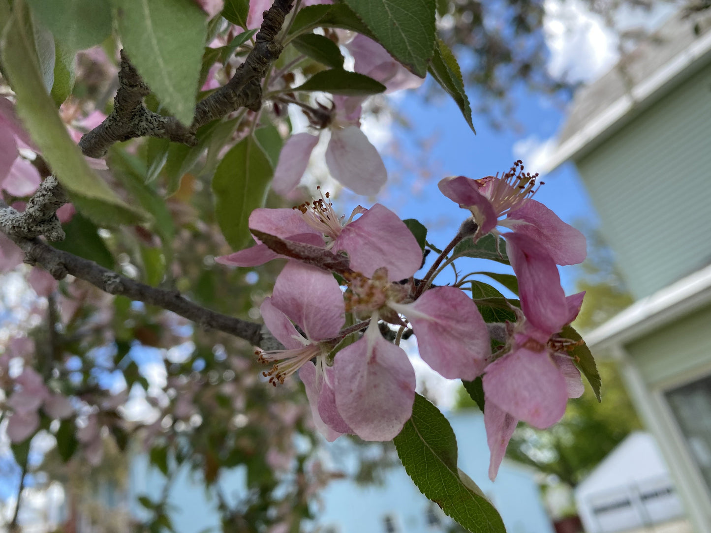 Crab Apple Flower Essence