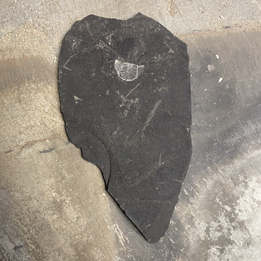 Trilobite Fossil