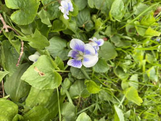 Sweet Violet Flower Essence