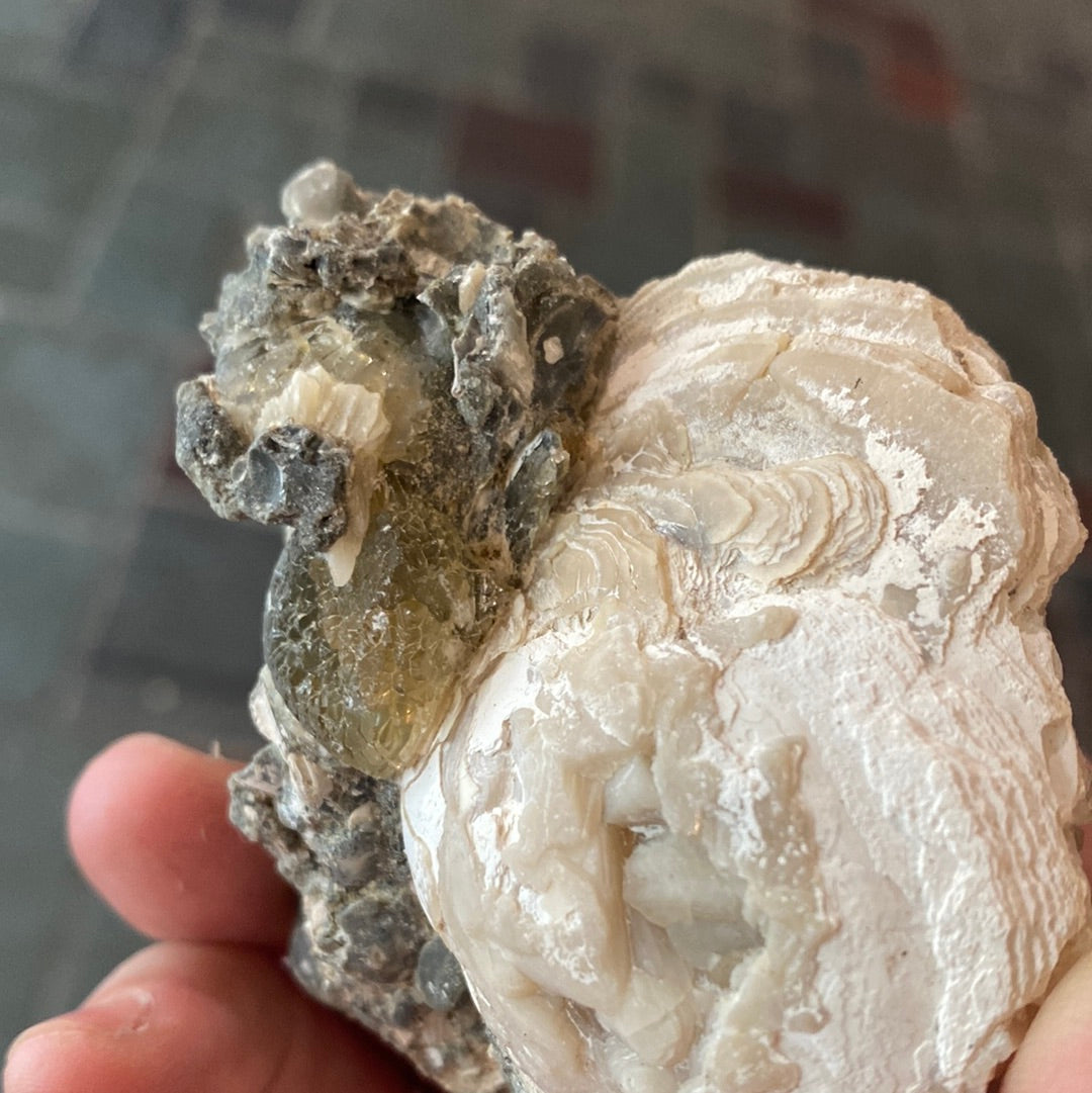 Calcite Clam Fossil