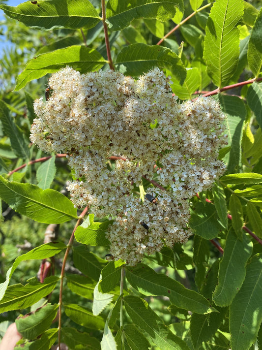 Rowan Flower Essence