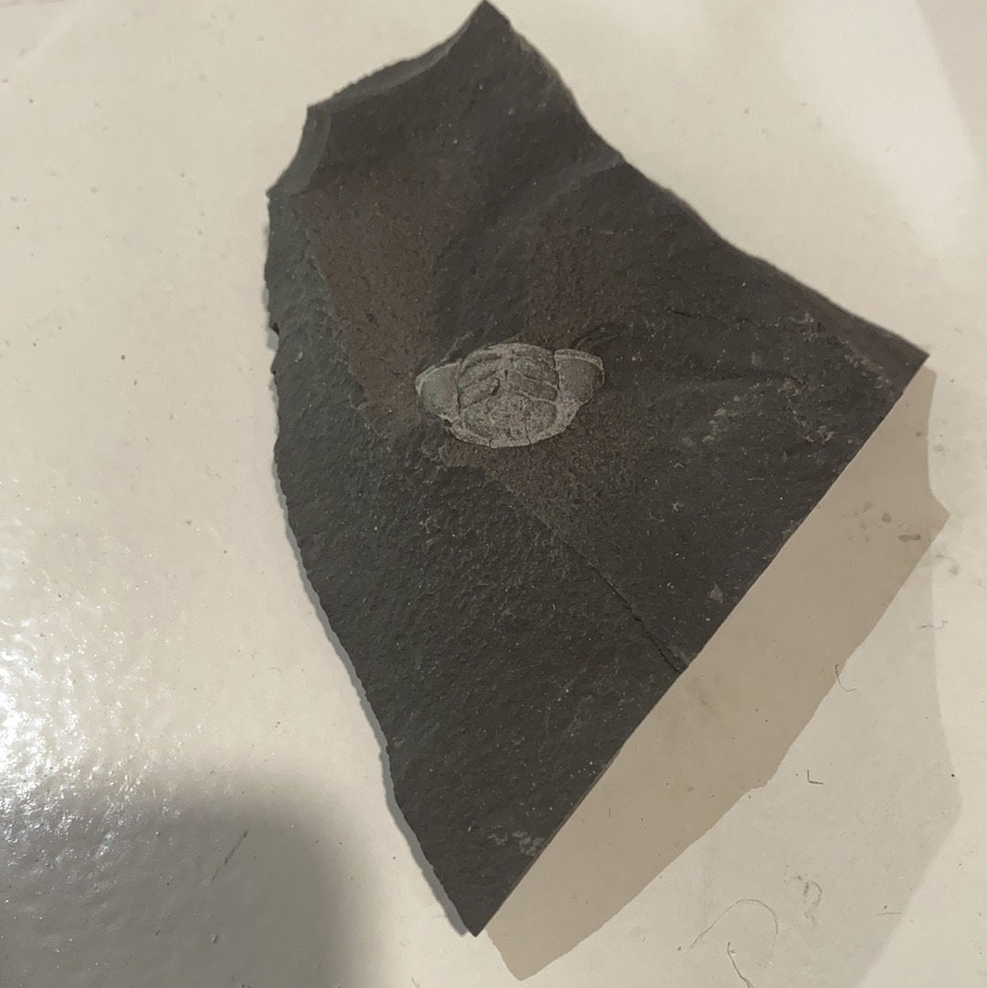 Trilobite Fossil