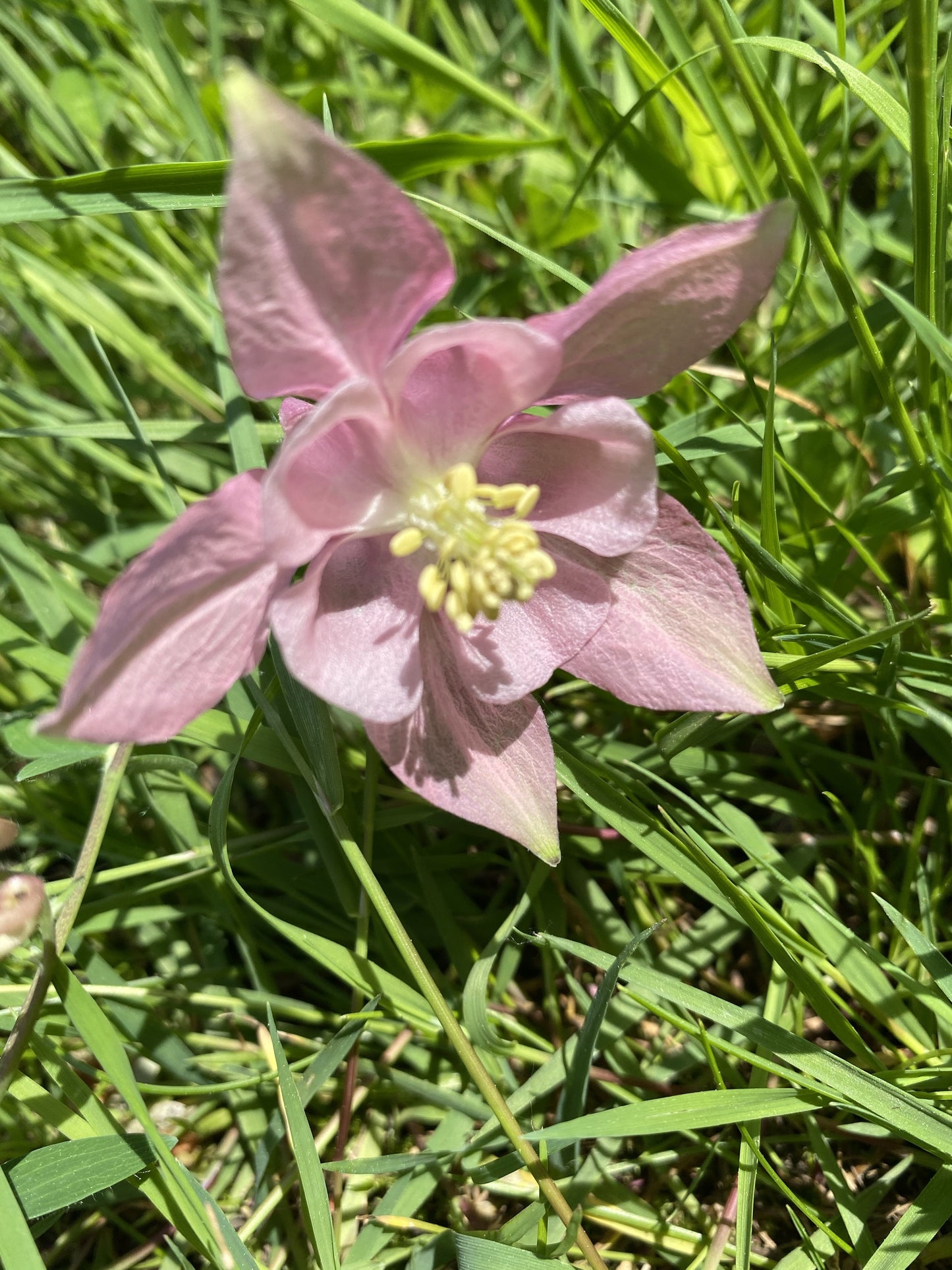 Columbine Flower Essence