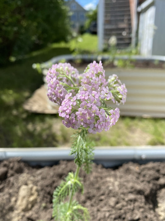 Purple Yarrow Flower Essence