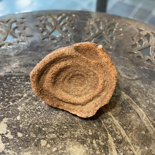 Stromatolite Fossil