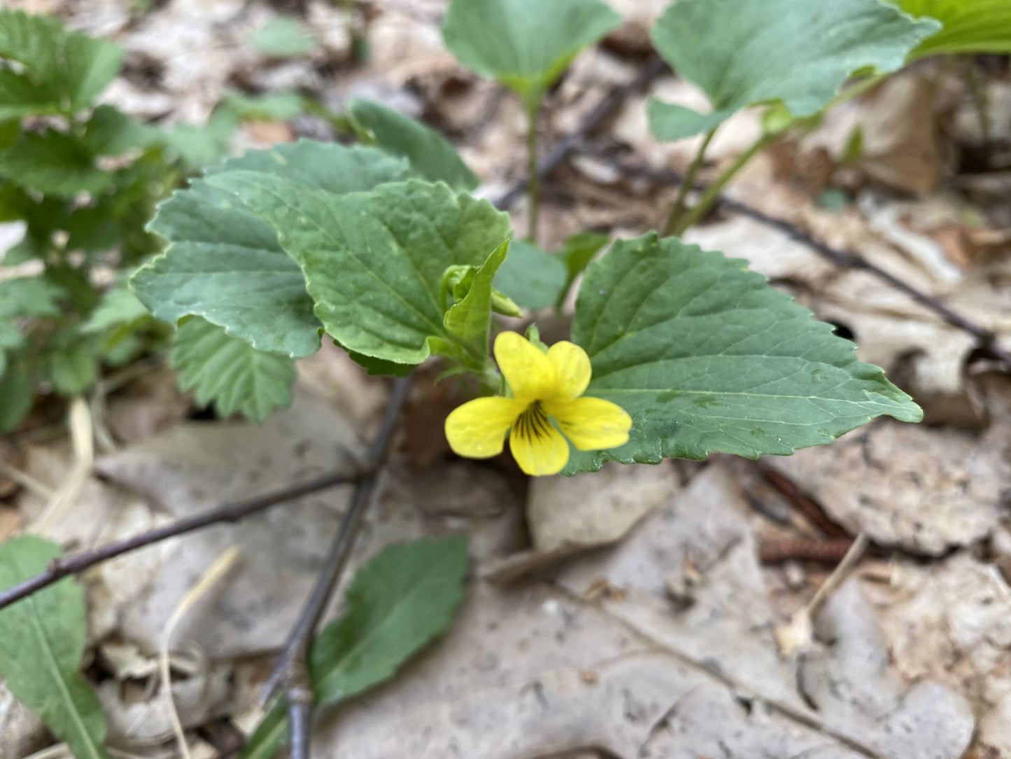 Yellow Violet Flower Essence