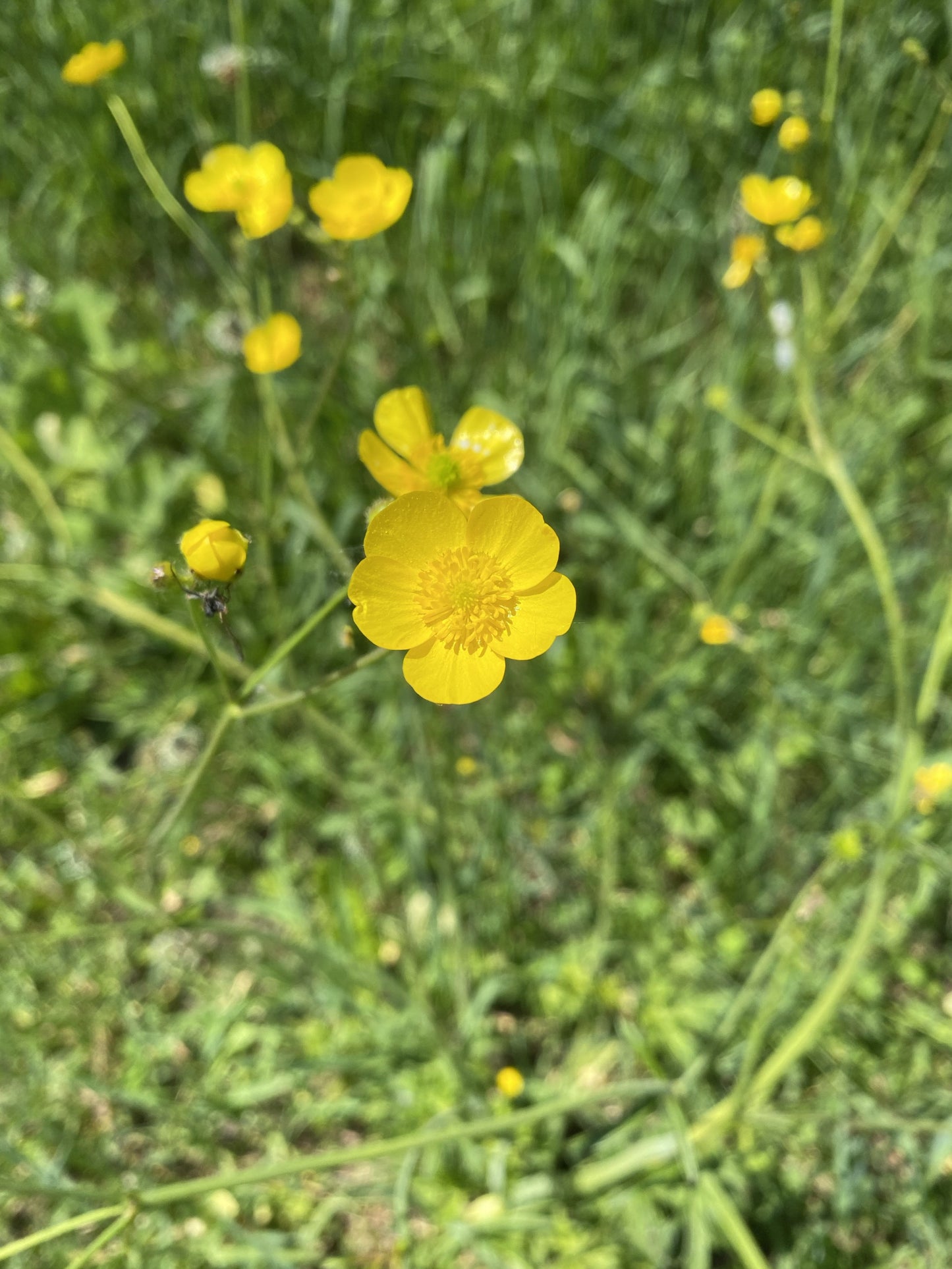 Buttercup Flower Essence