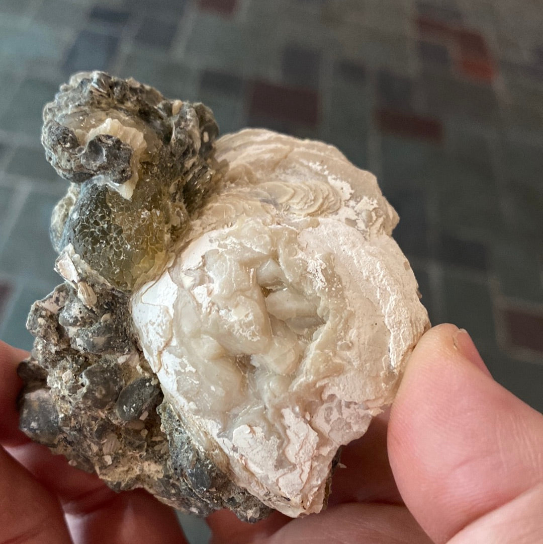 Calcite Clam Fossil