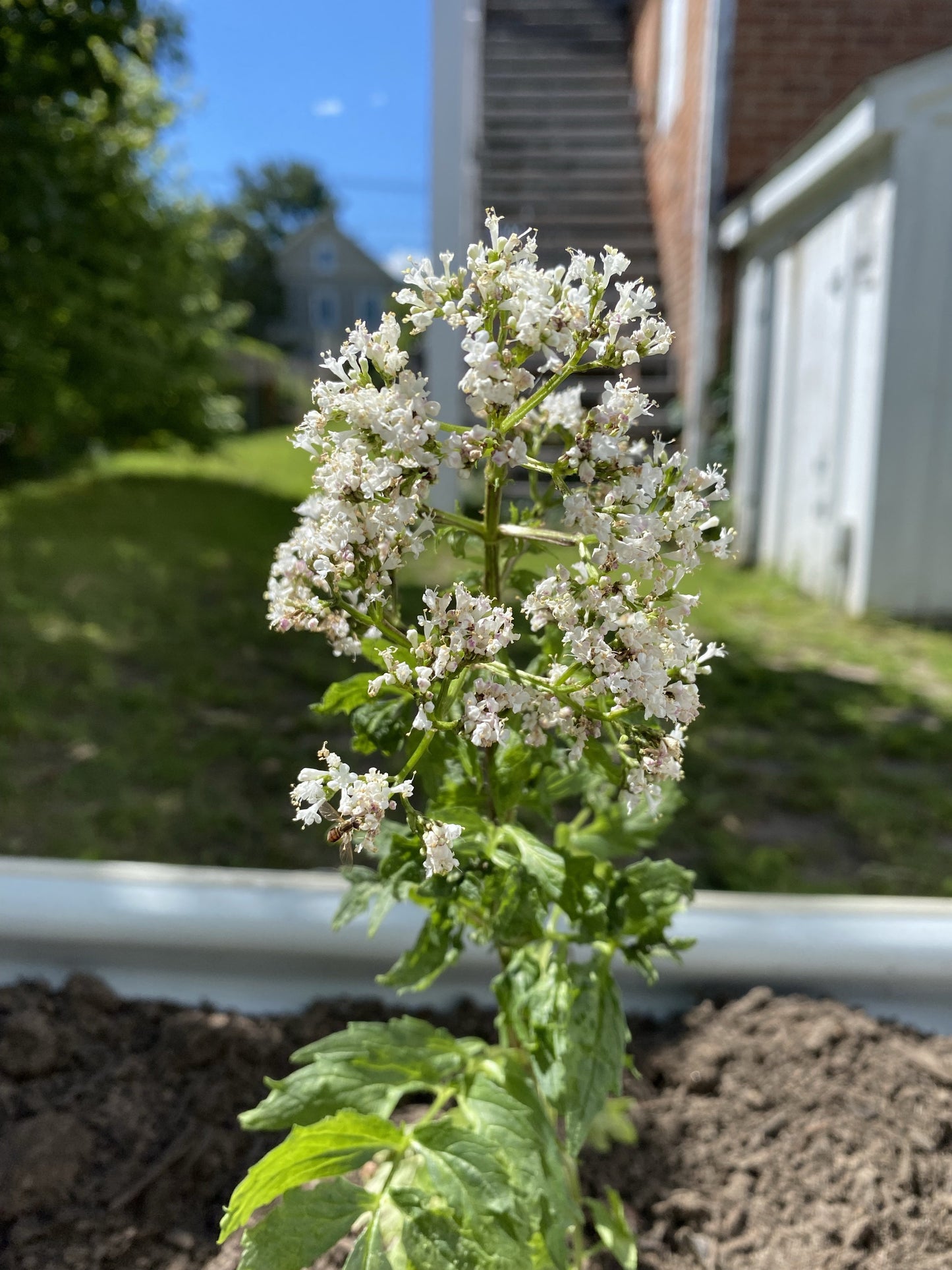 Valerian Flower Essence
