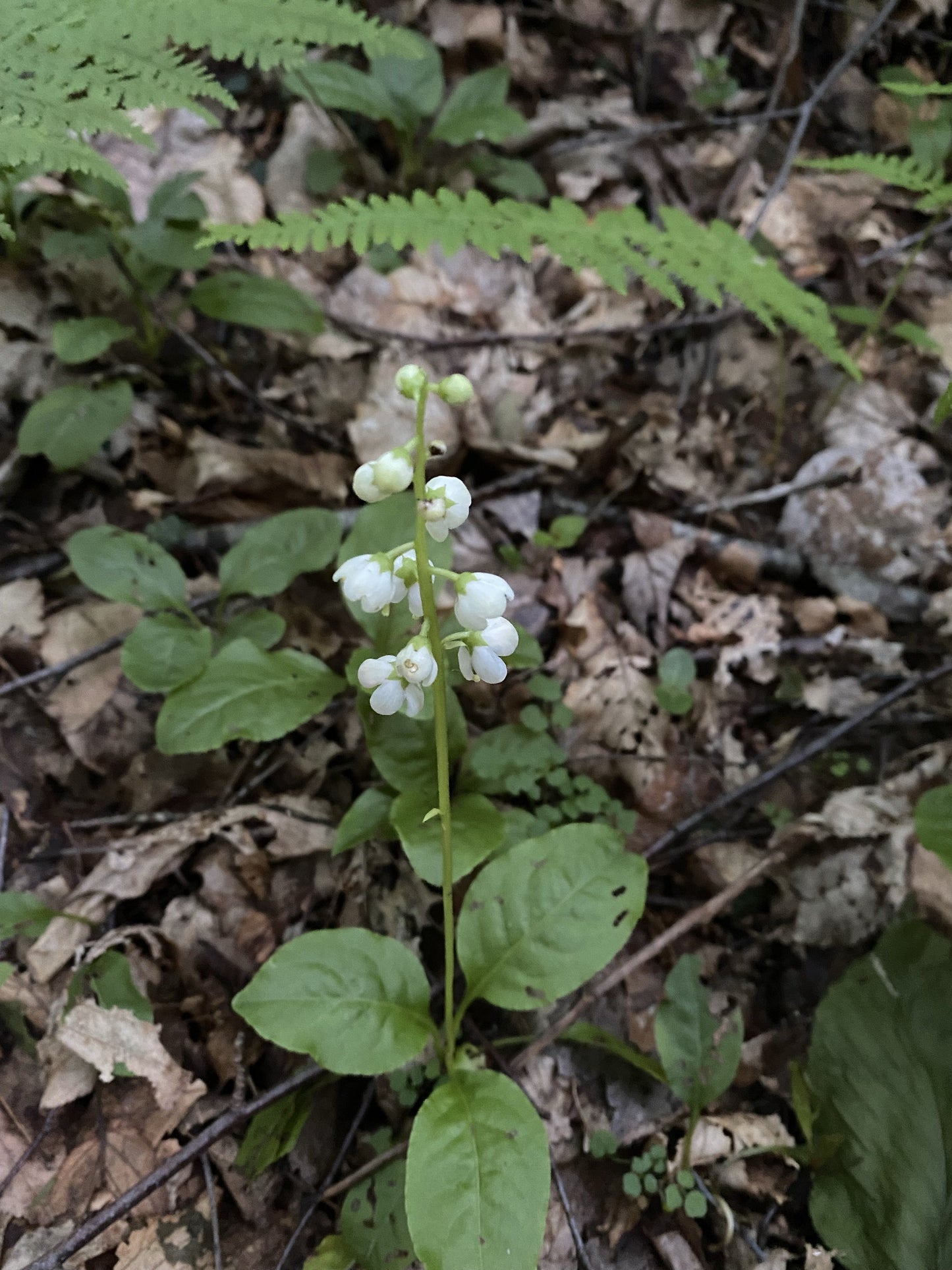 Lily of the Valley