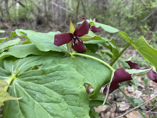 Red Trillium Flower Essence