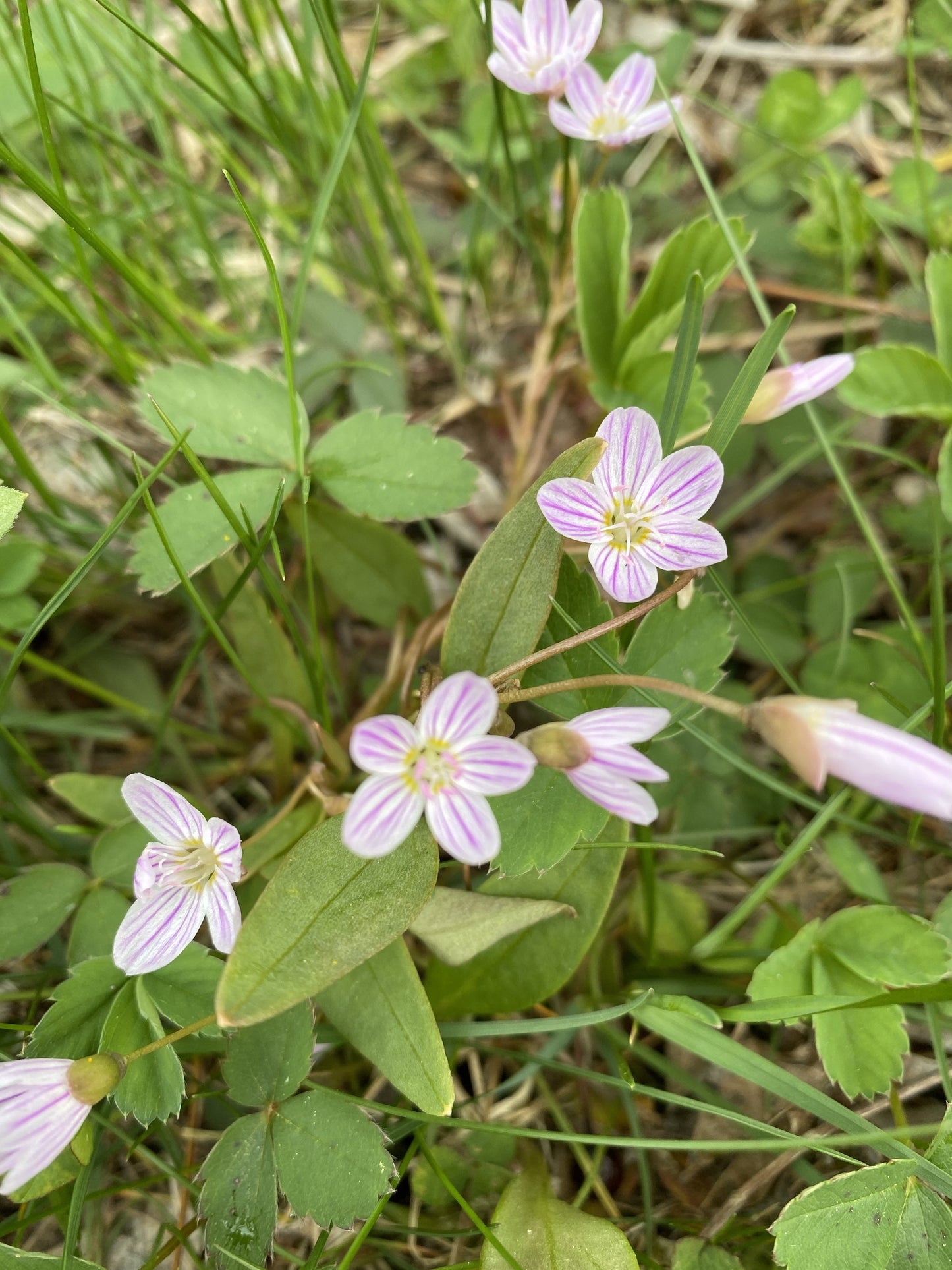 Carolina Spring Beauty Flower Essence
