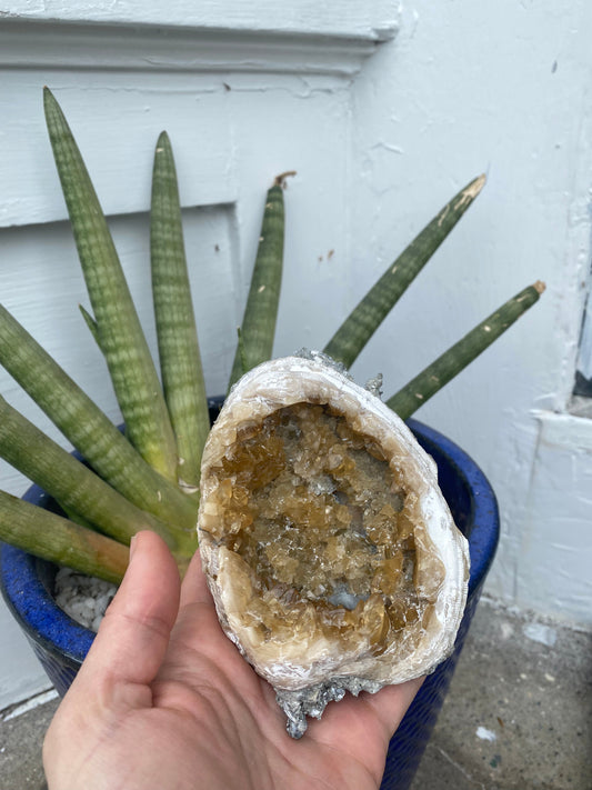 Calcite in Clam Fossil