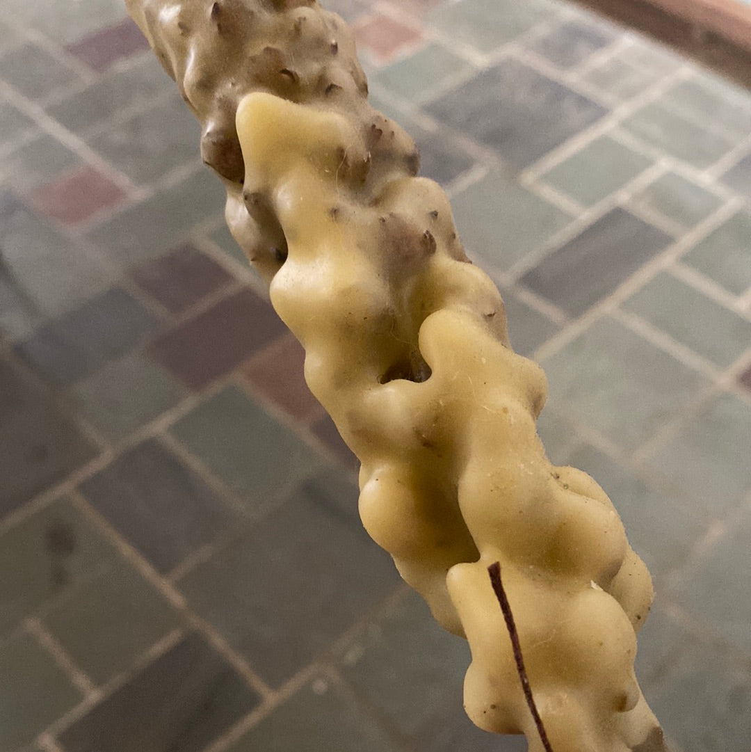 Mullein Torch