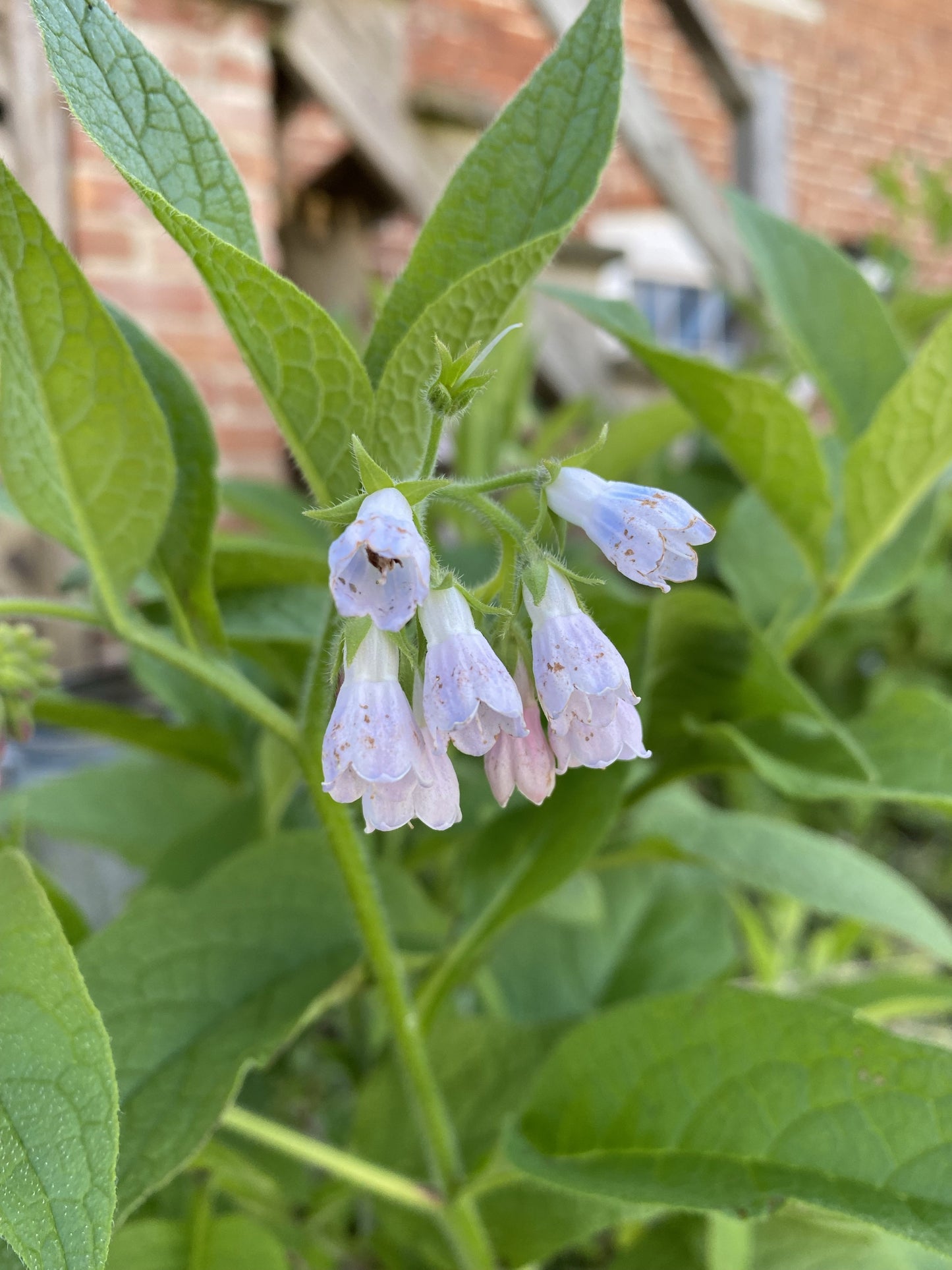 Comfrey Flower Essence