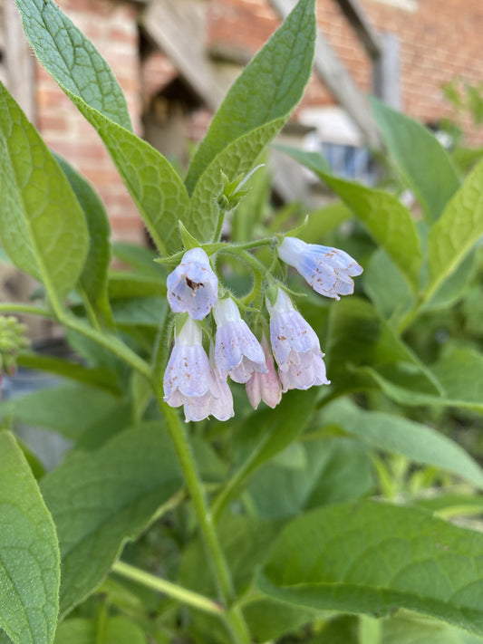 Comfrey Flower Essence