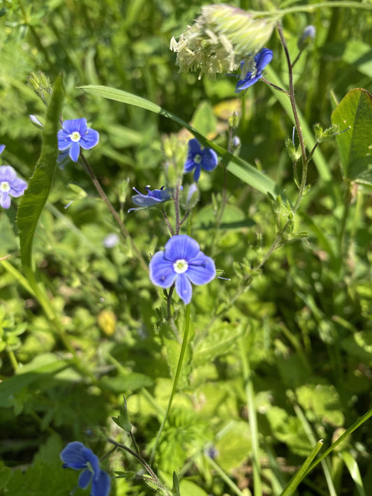 Speedwell Flower Essence