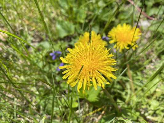 Dandelion Flower Essence