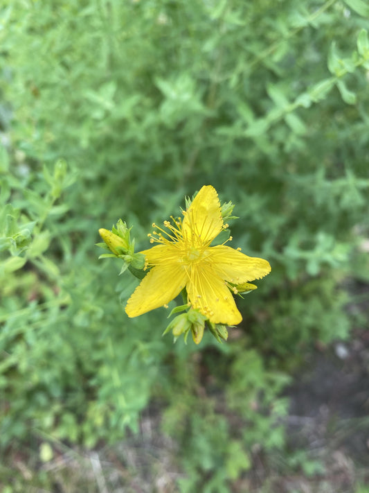 St. Johns Wort