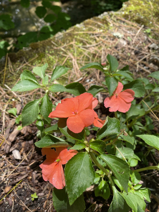 Impatiens Flower Essence