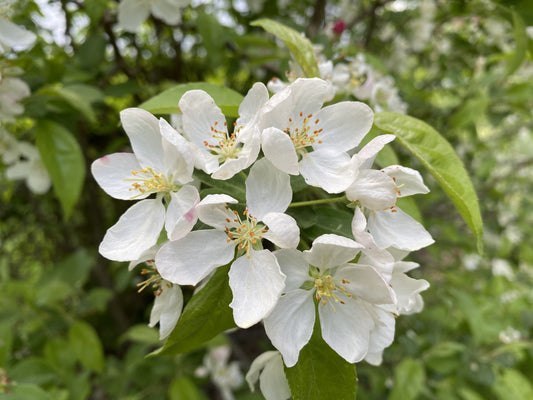 Crab Apple Flower Essence