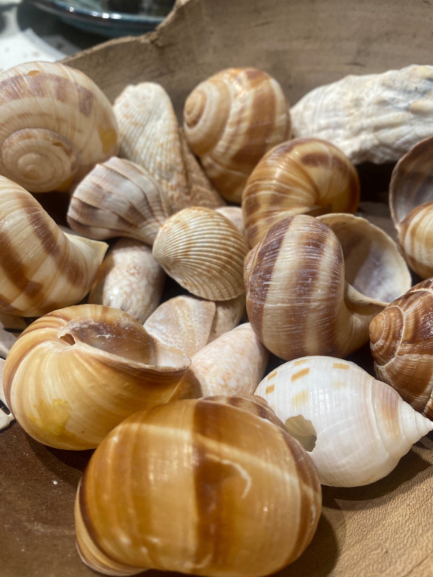 Shells