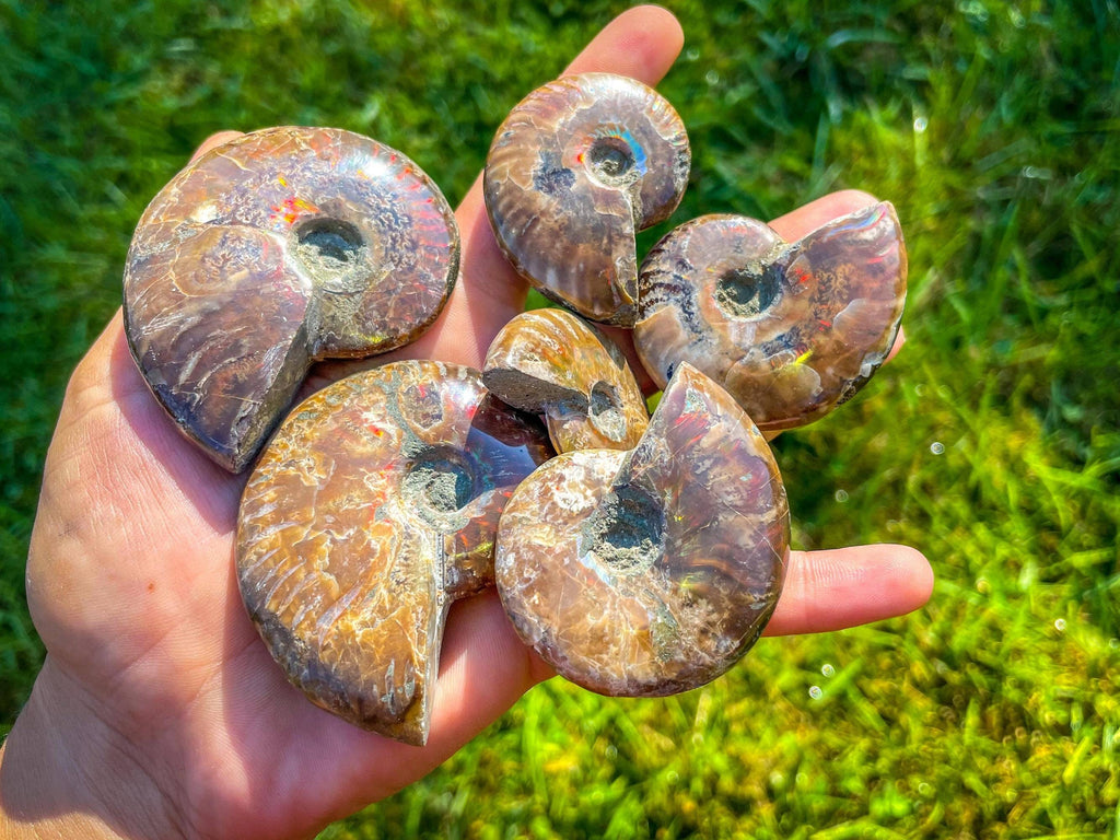 Fire Ammonite Fossil, Natural history, Ethically Sourced