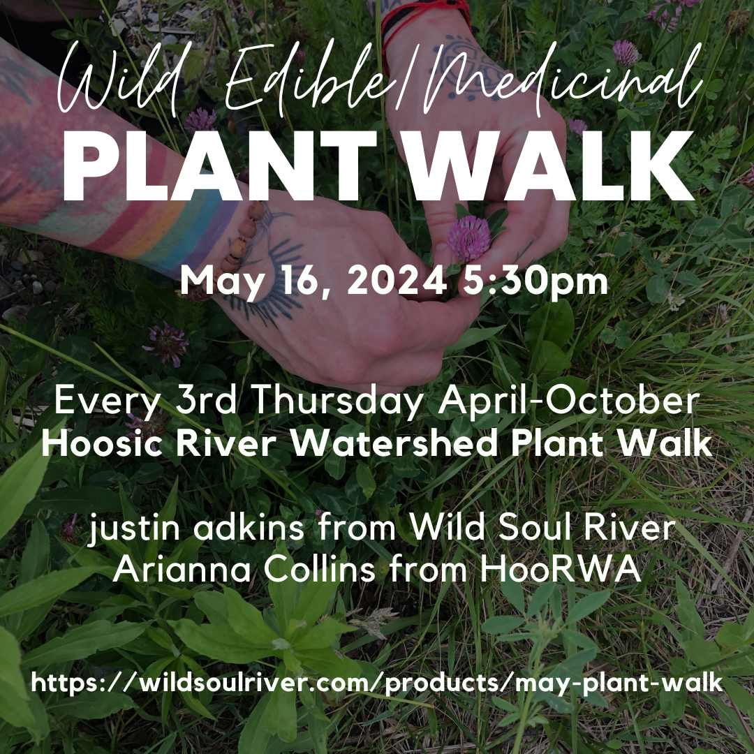 May Edible/Medicinal Plant Walk (5/16/24)
