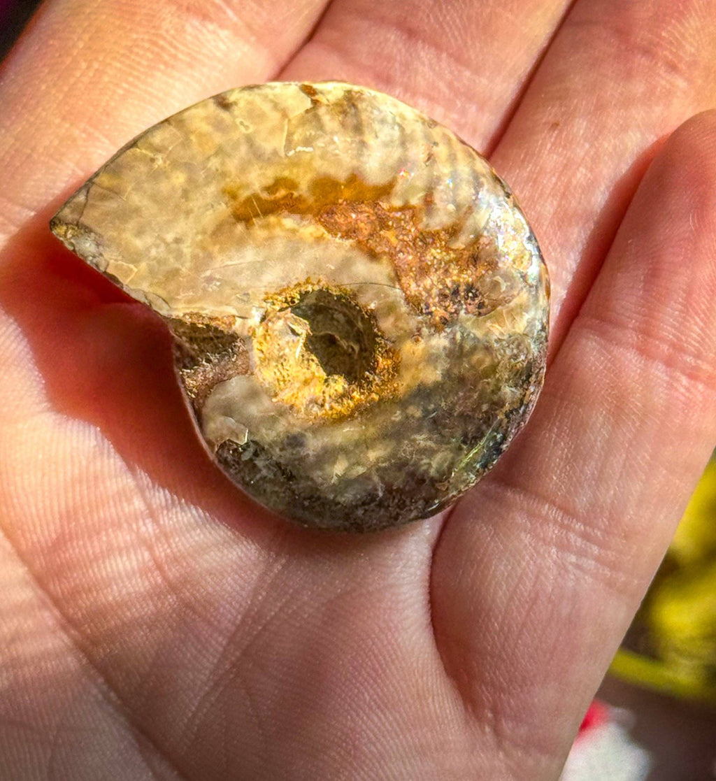 Fire Ammonite Fossil, Natural history, Ethically Sourced