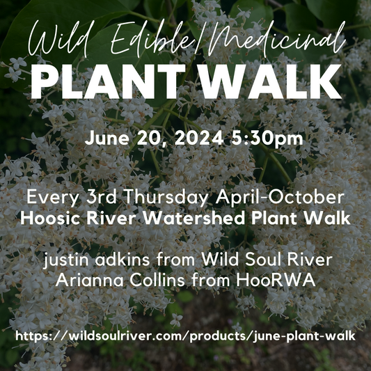 June Edible/Medicinal Plant Walk (6/20/24)