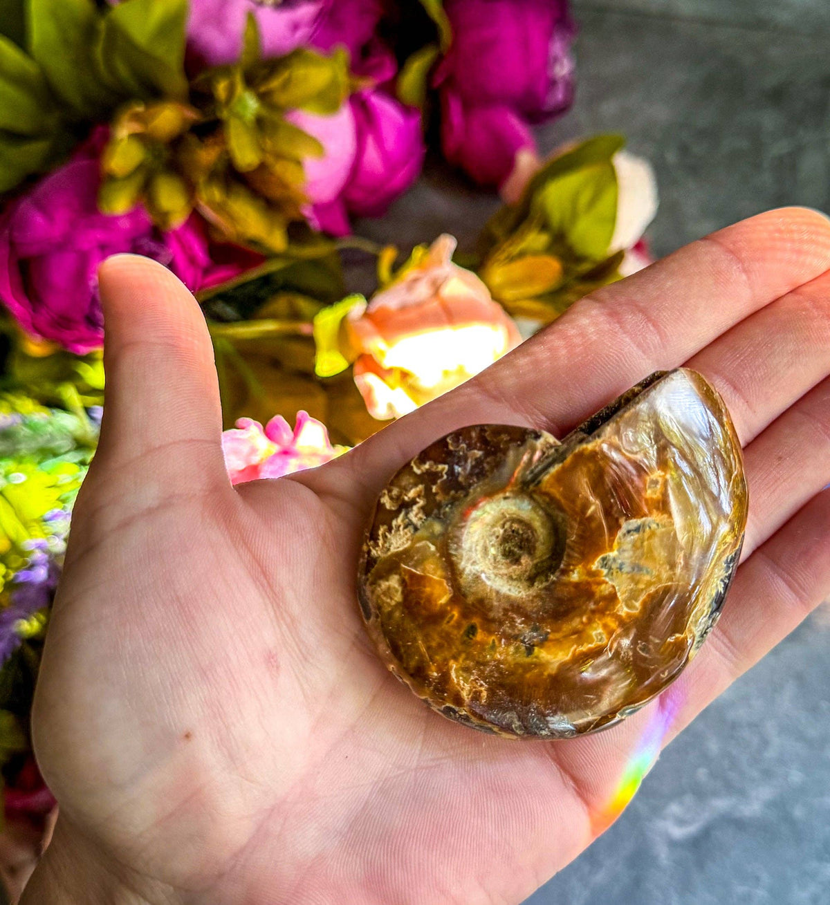 Fire Ammonite Fossil, Natural history, Ethically Sourced