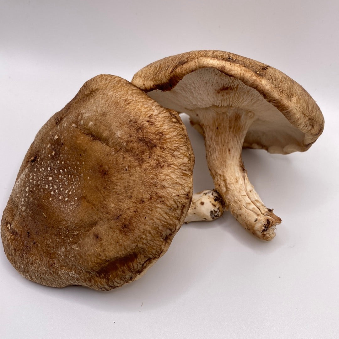 Fresh Mushrooms!!