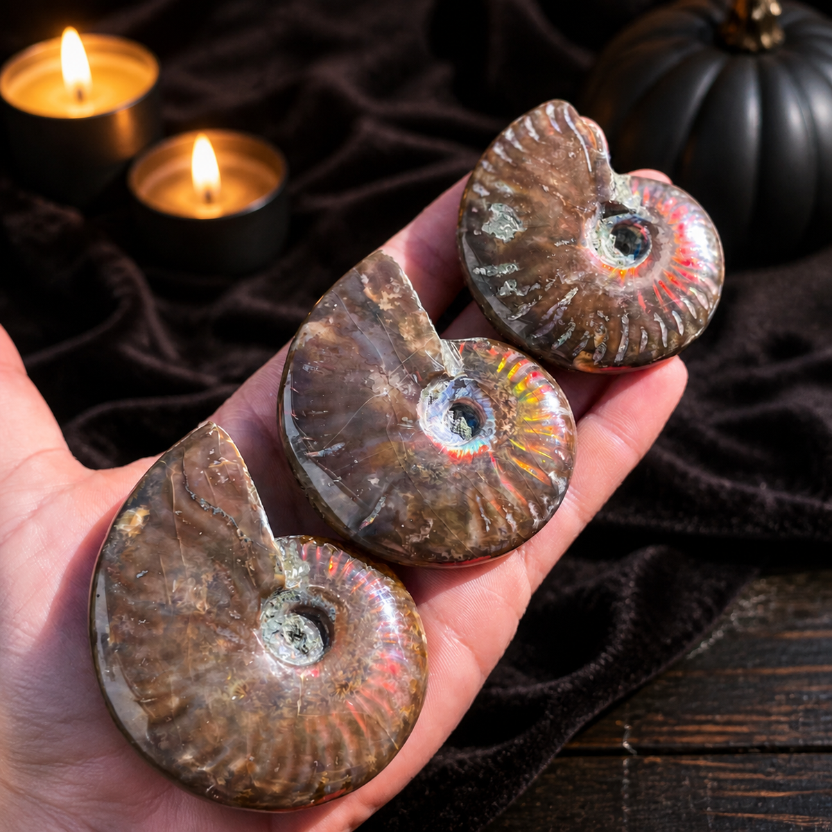 Fire Ammonite Fossil, Natural history, Ethically Sourced